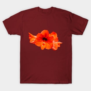 Scarlet Amaryllis  flower T-Shirt